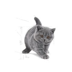 Royal Canin British Shorthair Kitten Kedi Kuru Maması 2 Kg