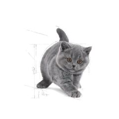 Royal Canin British Shorthair Kitten Kedi Kuru Maması 2 Kg