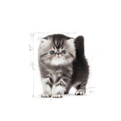Royal Canin Feline Kitten Persian Kedi Maması 2 Kg