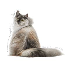 Royal Canin Hair Skin Hassas Tüylü Kediler İçin Mama 4 Kg