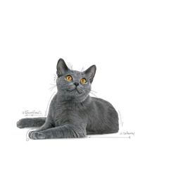 Royal Canin Dental Care 1.5 Kg Yetişkin Kuru Kedi Maması