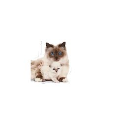 Royal Canin BabyCat 34 Yavru Kuru Kedi Maması 400 Gr