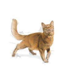 Royal Canin Fit Kedi Maması 2 Kg