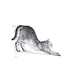Royal Canin Indoor Ev Kedileri için Kedi Maması 2 Kg