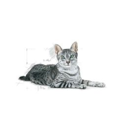 Royal Canin Indoor +7 Yaşlı Kuru Kedi Maması 3,5 kg