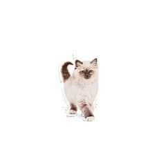 Royal Canin Kitten Yavru Kedi Maması 400 Gr