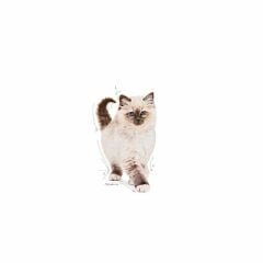 Royal Canin Kitten Yavru Kedi Maması 2 Kg