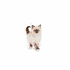 Royal Canin Kitten Yavru Kedi Maması 10 Kg