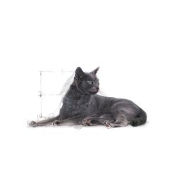 Royal Canin Sterilised +7 Yaş Kısırlaştırılmış Kedi Maması 3,5 Kg