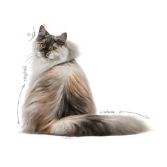 Royal Canin Jelly Hair Skin Kedi Maması 85 Gr (12Adet x 85Gr)