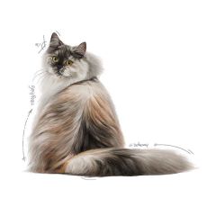 Royal Canin Gravy Hair Skin Kedi Maması 85 Gr (12Adet x 85Gr)