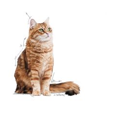 Royal Canin Gravy Digest Sensitive Hassas Kedi Maması 85 Gr (12 Adetx85 Gr)