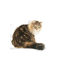 Royal Canin Gravy Ageing +12 Yaşlı Kedi Yaş Maması 85 Gr (12 Adetx85 Gr)
