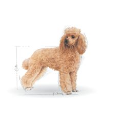 Royal Canin Poodle Yetişkin Pouch Yaş Köpek Maması 85 Gr (12 Adet x 85 gr)