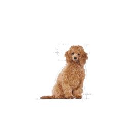 ROYAL CANIN POODLE JUNIOR KÖPEK MAMASI 3 KG