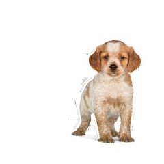 Royal Canin Medium Puppy Orta Irk Yavru Köpek Maması 15 Kg