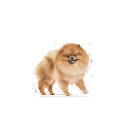 Royal Canin Pomeranian Yetişkin Köpek Yaş Maması 85 Gr (12 Adet x 85 Gr)