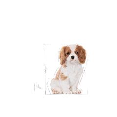 Royal Canin Cavalier King Charles Junior Yavru Köpek Maması 1,5 Kg