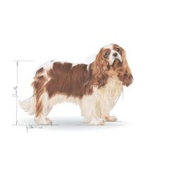 Royal Canin Cavalier King Charles  Yetişkin Köpek Maması 3 Kg