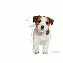 Royal Canin Mini Puppy Köpek Maması 2 Kg