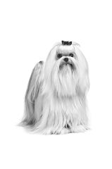 Royal Canin Maltese  Yetişkin Köpek Maması 1,5 Kg