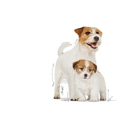 Royal Canin Starter Mousse Anne ve Yavruları İçin Köpek Konservesi 195 Gr