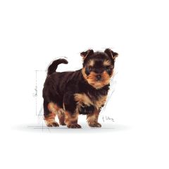 Royal Canin Puppy Yorkshire Terrier Yavru Köpek Maması 1,5 Kg