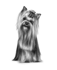 Royal Canin Yorkshire Terrier  Köpek Maması 1,5 Kg