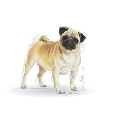 Royal Canin Pug Adult 1,5 Kg