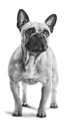Royal Canin French Bulldog Yetişkin Köpek Maması 3 Kg