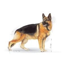 Royal Canin Germen Shephert Adult Alman Kurtları için Yetişkin Köpek Maması 11 Kg