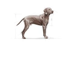 Royal Canin Maxi Dermacomfort Köpek Maması 12 Kg