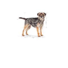 Royal Canin Ccn Mini Sterilised Yetişkin Köpek Maması 3Kg