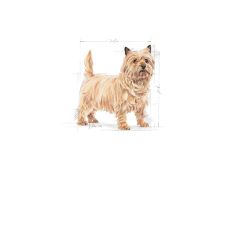 Royal Canin Ccn Mini Light Weight Care Yetişkin Köpek Maması 3Kg