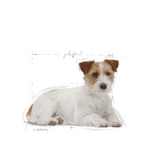 ROYAL CANIN KÖPEK MINI AGEING 85G (12 Adet x 85GR)