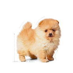 Royal Canin Mini Indoor Puppy Köpek Maması 1,5 Kg
