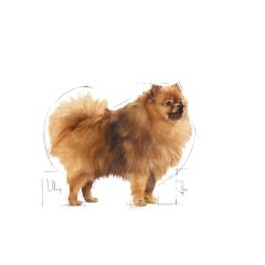 Royal Canin Mini Indoor Adult Köpek Maması 1,5 Kg