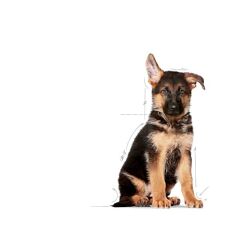 Royal Canin Maxi Puppy Büyük Irk Yavru Köpek Maması 15 Kg