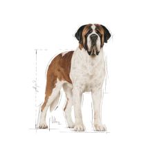 Royal Canin Giant Adult Dev Irk Yetişkin Köpek Maması 15 Kg